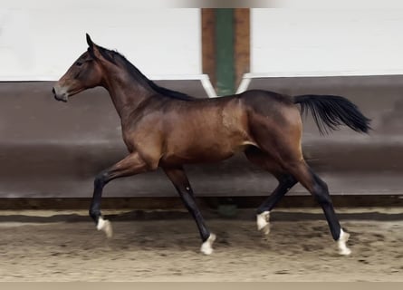 Oldenburger, Wallach, 2 Jahre, 170 cm, Brauner