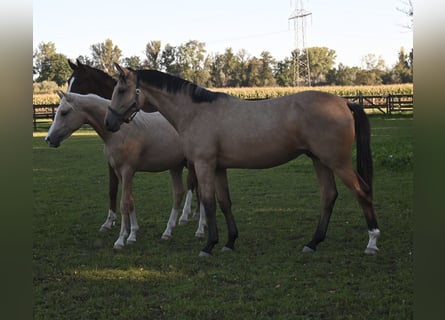 Oldenburger, Wallach, 2 Jahre, 170 cm, Buckskin