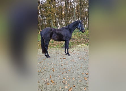 Oldenburger, Wallach, 2 Jahre, 172 cm, Dunkelbrauner