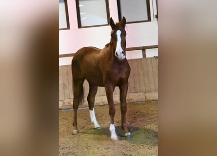 Oldenburger, Wallach, 2 Jahre, 175 cm, Fuchs