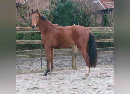 Oldenburger, Wallach, 2 Jahre, Brauner