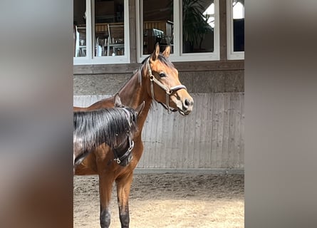 Oldenburger, Wallach, 2 Jahre, Brauner