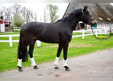 Oldenburger, Wallach, 3 Jahre, 160 cm, Dunkelbrauner