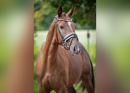 Oldenburger, Wallach, 3 Jahre, 160 cm, Dunkelfuchs