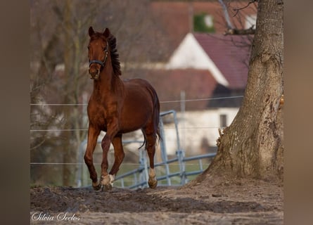 Oldenburger, Wallach, 3 Jahre, 160 cm, Fuchs