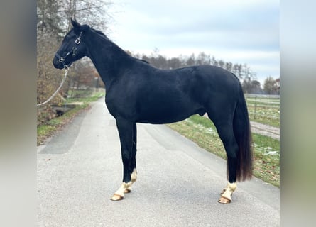 Oldenburger, Wallach, 3 Jahre, 162 cm, Rappe