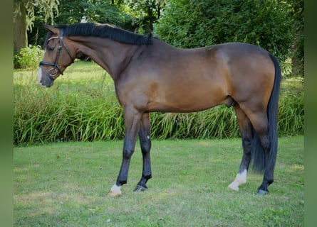 Oldenburger, Wallach, 3 Jahre, 163 cm, Brauner