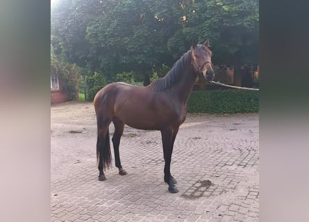 Oldenburger, Wallach, 3 Jahre, 164 cm, Brauner