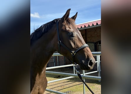 Oldenburger, Wallach, 3 Jahre, 164 cm, Dunkelbrauner