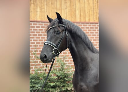 Oldenburger, Wallach, 3 Jahre, 164 cm, Rappe