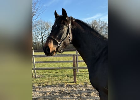 Oldenburger, Wallach, 3 Jahre, 165 cm, Dunkelbrauner