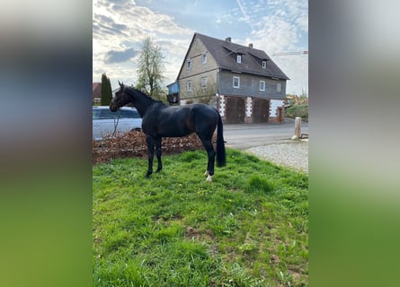 Oldenburger, Wallach, 3 Jahre, 165 cm, Dunkelbrauner