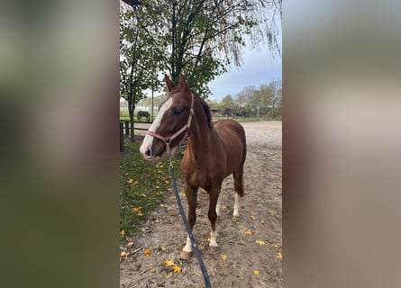 Oldenburger, Wallach, 3 Jahre, 165 cm, Dunkelfuchs