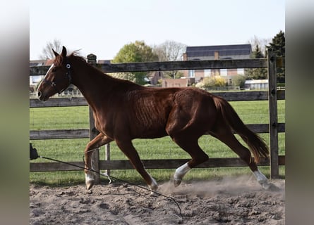 Oldenburger, Wallach, 3 Jahre, 165 cm, Dunkelfuchs