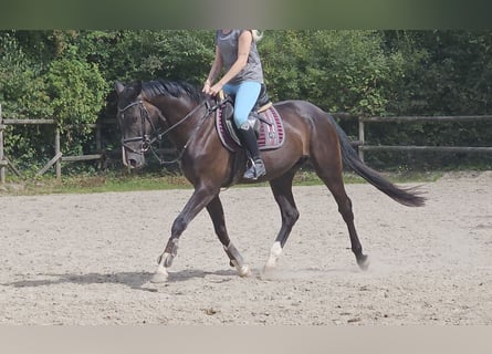 Oldenburger, Wallach, 3 Jahre, 165 cm, Rappe