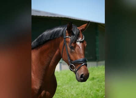 Oldenburger, Wallach, 3 Jahre, 166 cm, Brauner