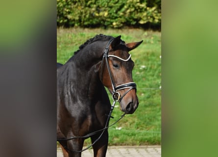 Oldenburger, Wallach, 3 Jahre, 166 cm, Dunkelbrauner