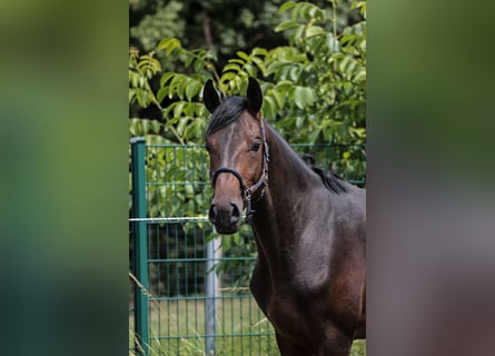 Oldenburger, Wallach, 3 Jahre, 166 cm, Dunkelbrauner