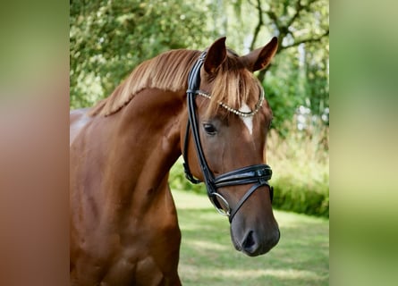 Oldenburger, Wallach, 3 Jahre, 166 cm, Fuchs