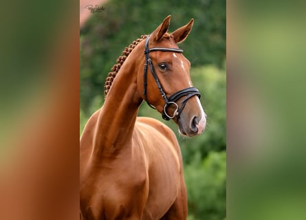 Oldenburger, Wallach, 3 Jahre, 166 cm, Fuchs