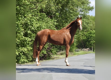 Oldenburger, Wallach, 3 Jahre, 166 cm, Fuchs