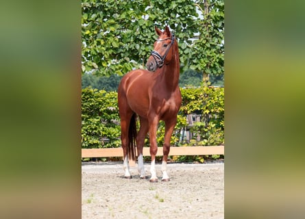 Oldenburger, Wallach, 3 Jahre, 166 cm, Fuchs