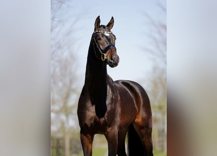 Oldenburger, Wallach, 3 Jahre, 166 cm, Schwarzbrauner