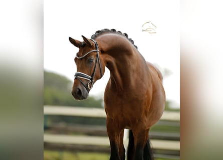 Oldenburger, Wallach, 3 Jahre, 167 cm, Brauner