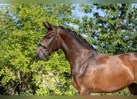 Oldenburger, Wallach, 3 Jahre, 167 cm, Dunkelbrauner