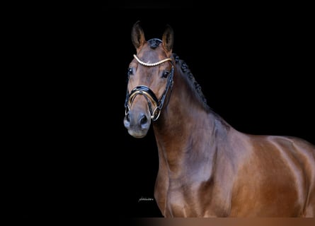 Oldenburger, Wallach, 3 Jahre, 167 cm, Dunkelbrauner