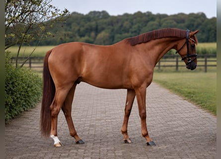 Oldenburger, Wallach, 3 Jahre, 167 cm, Dunkelfuchs