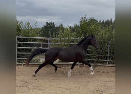 Oldenburger, Wallach, 3 Jahre, 167 cm, Rappe