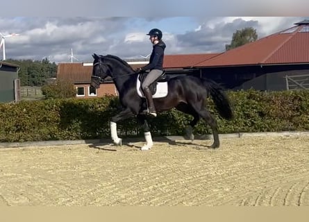 Oldenburger, Wallach, 3 Jahre, 167 cm, Schwarzbrauner