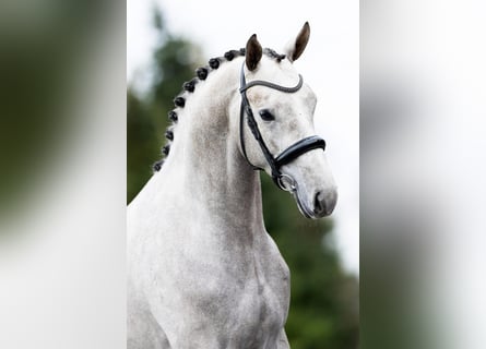 Oldenburger, Wallach, 3 Jahre, 168 cm, Apfelschimmel