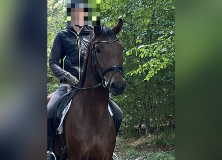 Oldenburger, Wallach, 3 Jahre, 168 cm, Brauner