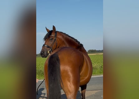 Oldenburger, Wallach, 3 Jahre, 168 cm, Brauner