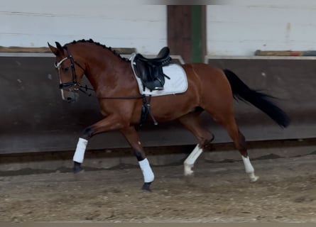 Oldenburger, Wallach, 3 Jahre, 168 cm, Brauner
