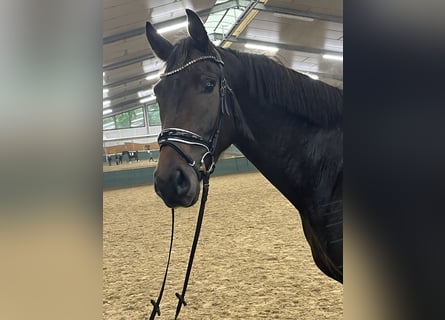 Oldenburger, Wallach, 3 Jahre, 168 cm, Dunkelbrauner