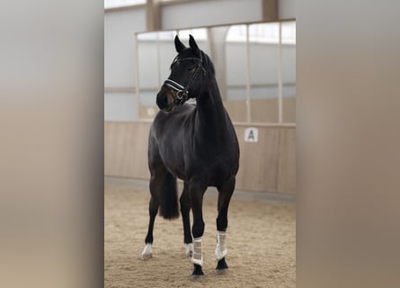 Oldenburger, Wallach, 3 Jahre, 168 cm, Dunkelbrauner