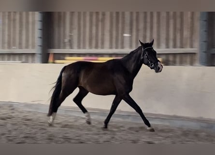 Oldenburger, Wallach, 3 Jahre, 168 cm, Dunkelbrauner