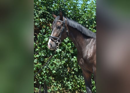 Oldenburger, Wallach, 3 Jahre, 168 cm, Dunkelbrauner