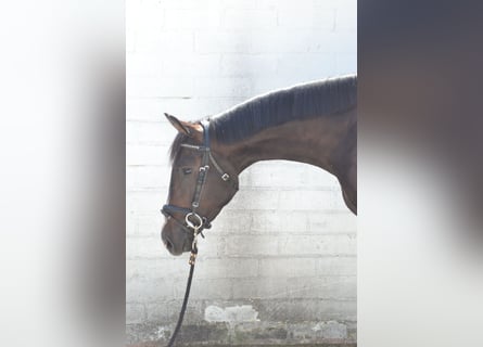 Oldenburger, Wallach, 3 Jahre, 168 cm, Dunkelbrauner