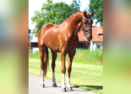 Oldenburger, Wallach, 3 Jahre, 168 cm, Dunkelfuchs