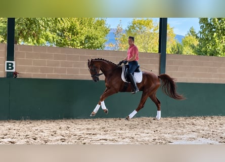 Oldenburger, Wallach, 3 Jahre, 168 cm, Fuchs