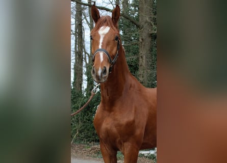 Oldenburger, Wallach, 3 Jahre, 168 cm, Fuchs