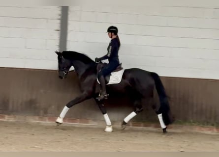 Oldenburger, Wallach, 3 Jahre, 168 cm, Rappe Oldenburger, Wallach, 3 Jahre, 168 cm, Rappe