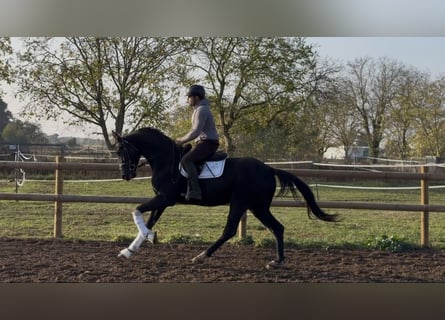 Oldenburger, Wallach, 3 Jahre, 168 cm, Rappe