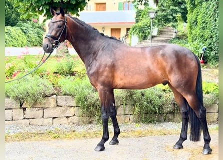 Oldenburger, Wallach, 3 Jahre, 168 cm, Schwarzbrauner