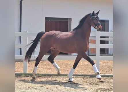 Oldenburger, Wallach, 3 Jahre, 169 cm, Brauner