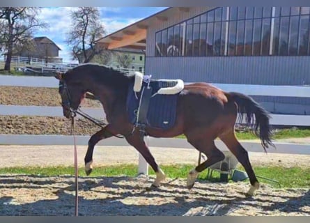 Oldenburger, Wallach, 3 Jahre, 169 cm, Brauner